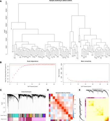 SDF4 Is a Prognostic Factor for 28-Days Mortality in Patients With Sepsis via Negatively Regulating ER Stress